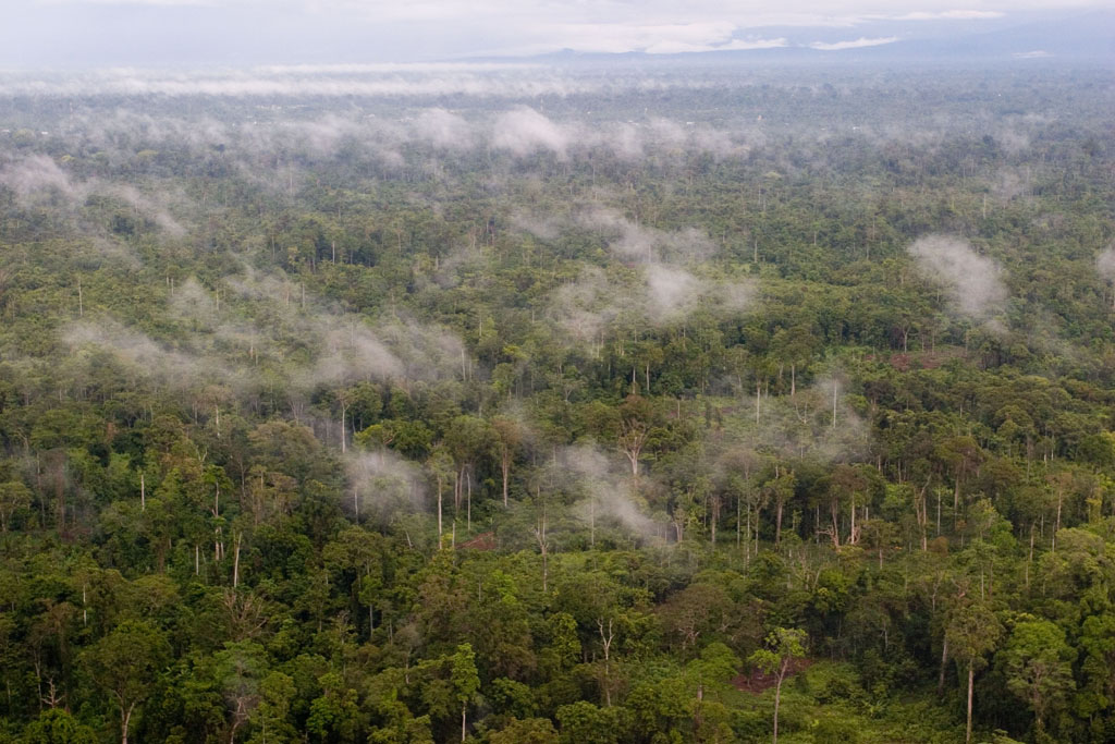 Hutan berkabut di Mimika